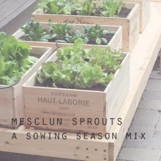 Mesclun Sprouts