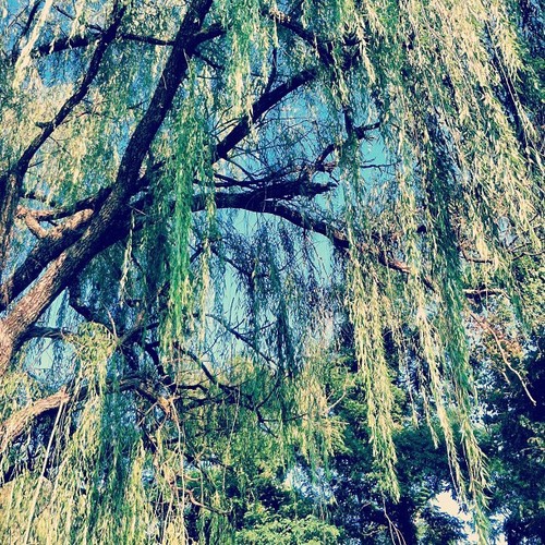 under the willow tree;