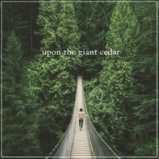upon the giant cedar