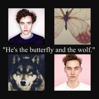 butterfly and wolf.