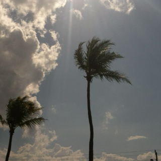 sunlight, palm trees, westcoast