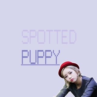 spotted puppy
