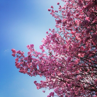 Cherry Blossom Summer
