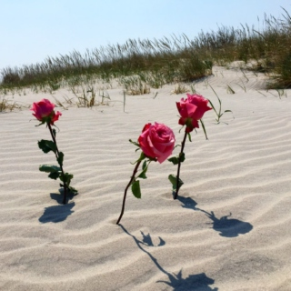 roses in the sand