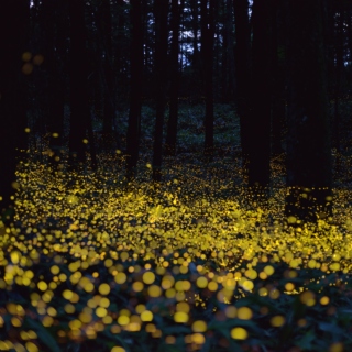  10 Million Fireflies... 