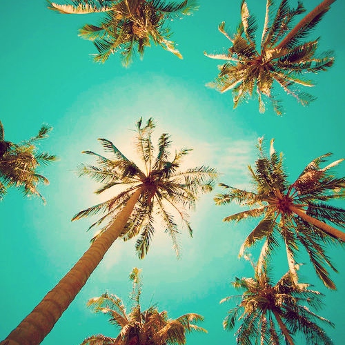 Palmtrees and Coconuts