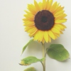 Sunshine for my Sunflower