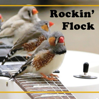 Rockin' Flock