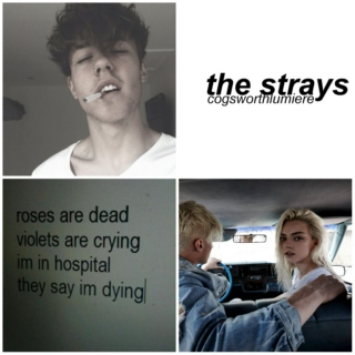 the strays ☠