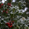 The frost has kissed the holly tree...
