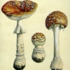 Walking On Mushrooms