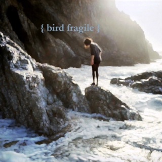 {bird fragile}