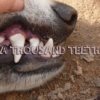 a thousand teeth