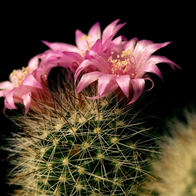 Cactus Flower: A Carla Boone Mix