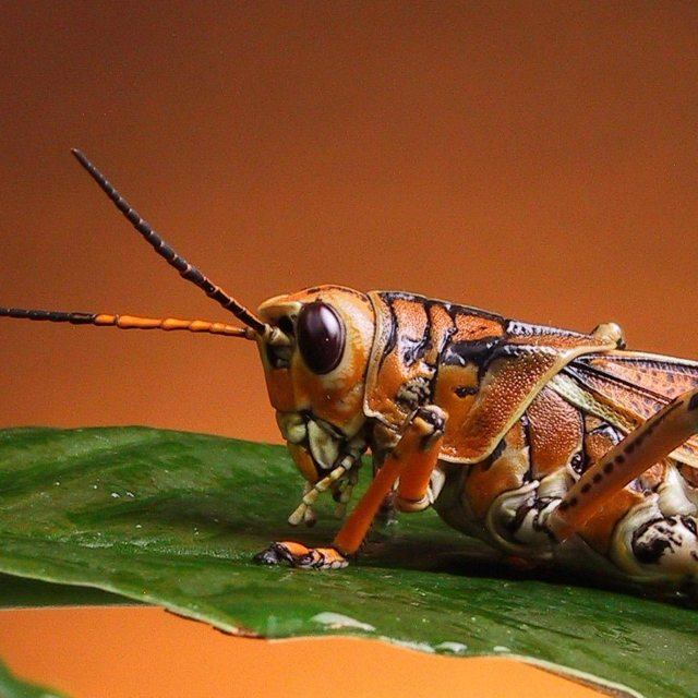 The Last Grasshopper of Summer