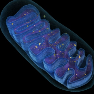 CC26 (Mitochondria) 