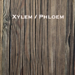 Xylem / Phloem