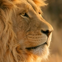 loyal little lion ♌