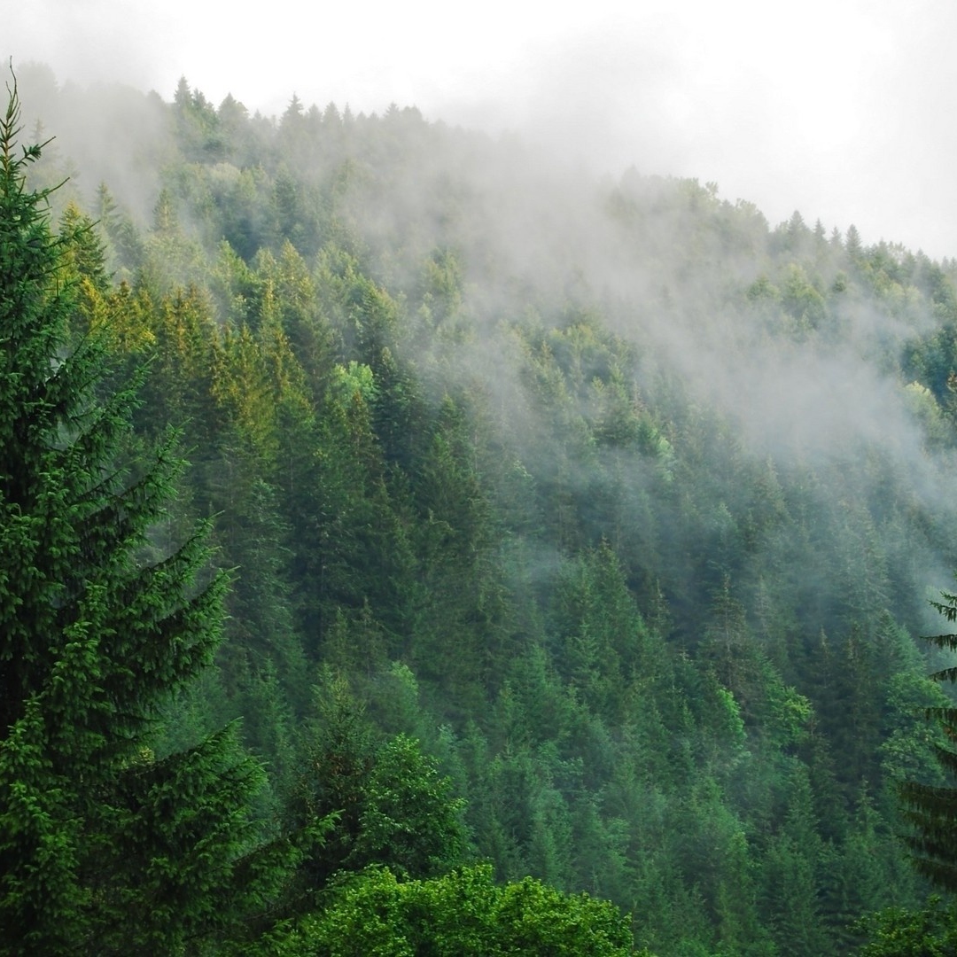 Лес вдохновения. Горы в тумане.