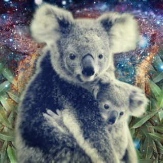 Eucalyptus Daydreams