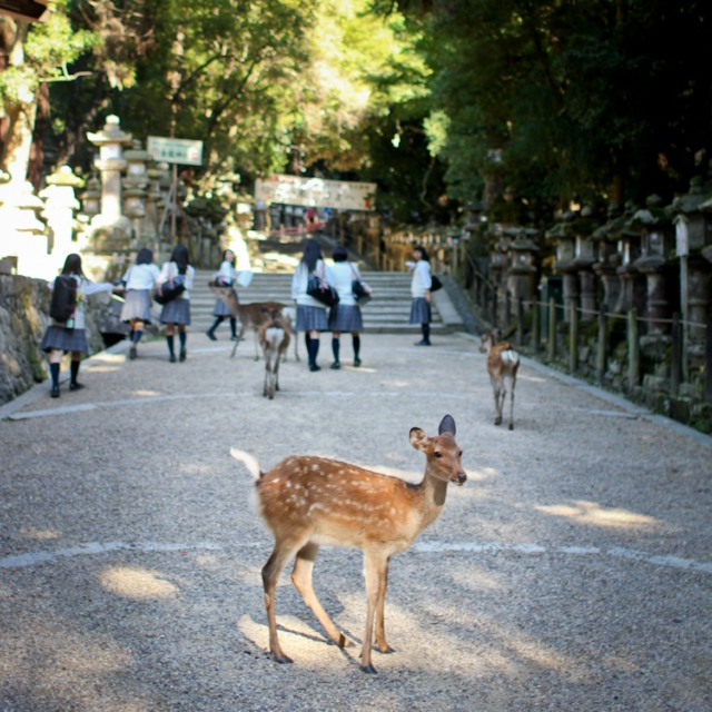 to be a deer in Nara