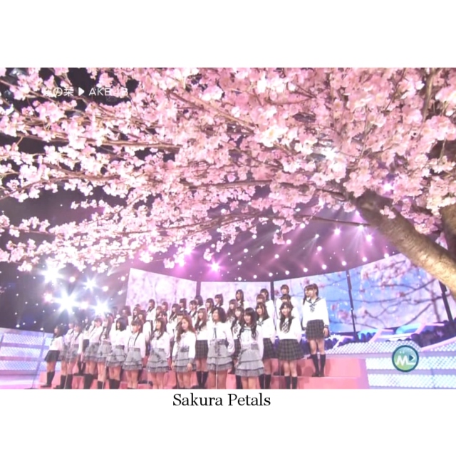 [J-Idol]Sakura Petals