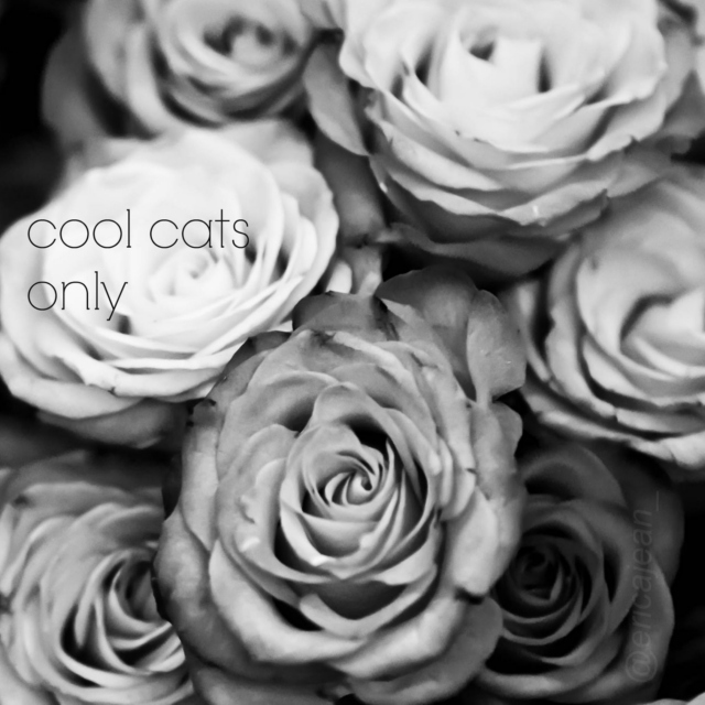 cool cats only