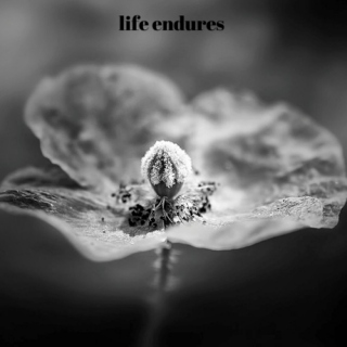life endures