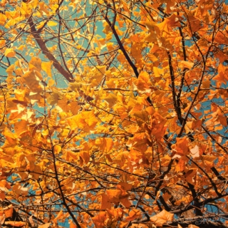 autumn love & falling leaves