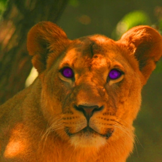 Lioness Rampant