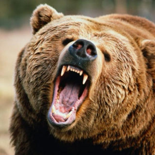phi bear don't care