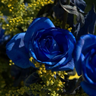 I. The Ring of Blue Roses 