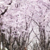 Sitting Under the Cherry Blossom Tree