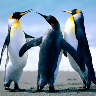Penguin's Flash Mob Too