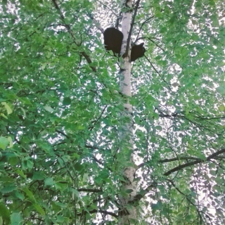 A cat up in a tree