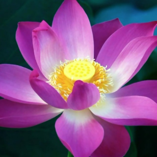 [The Jewel in The Lotus]