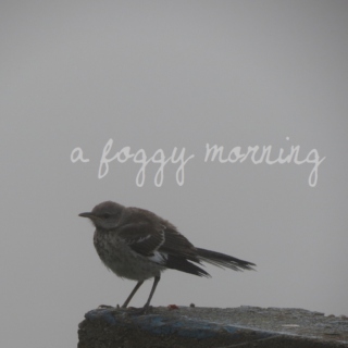 a foggy morning