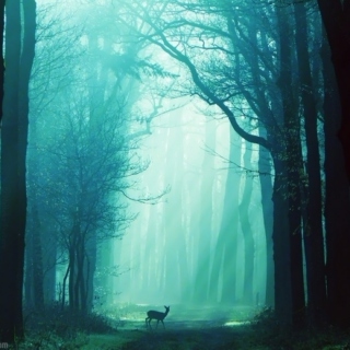 mystic woods