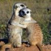 Lovely Meerkats: Happy 11 Month Anniversary