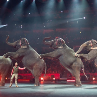Farewell to the Circus Elephants