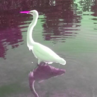 Life of An Egret