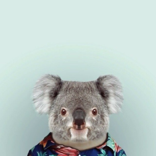 happy koala