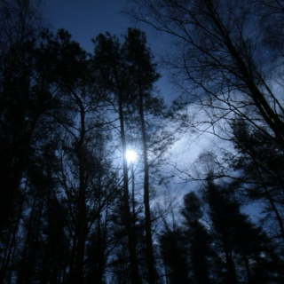 Fullmoon Forest