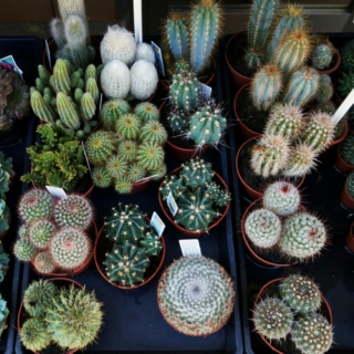 cactuses.