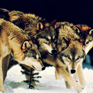 Wolves (Revised)