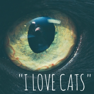 "I love cats"