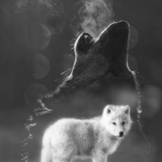  ☽☽ THE WOLF YOU FEED ☾☾