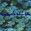 Rain Dyed in Indigo Blue