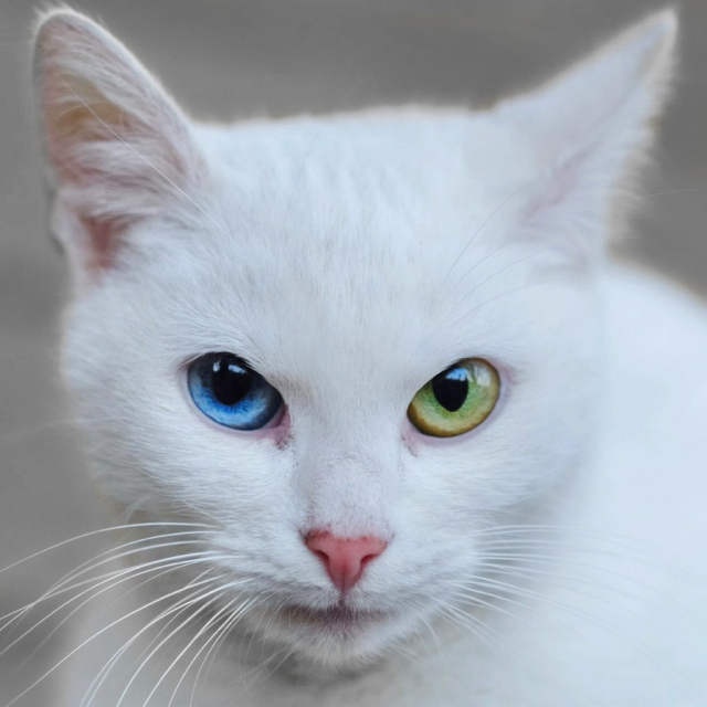 See These Eyes: One Cat’s Tribute to David Bowie