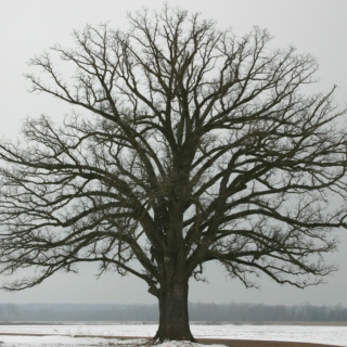 old winter tree
